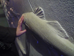 Touching fish reliefs